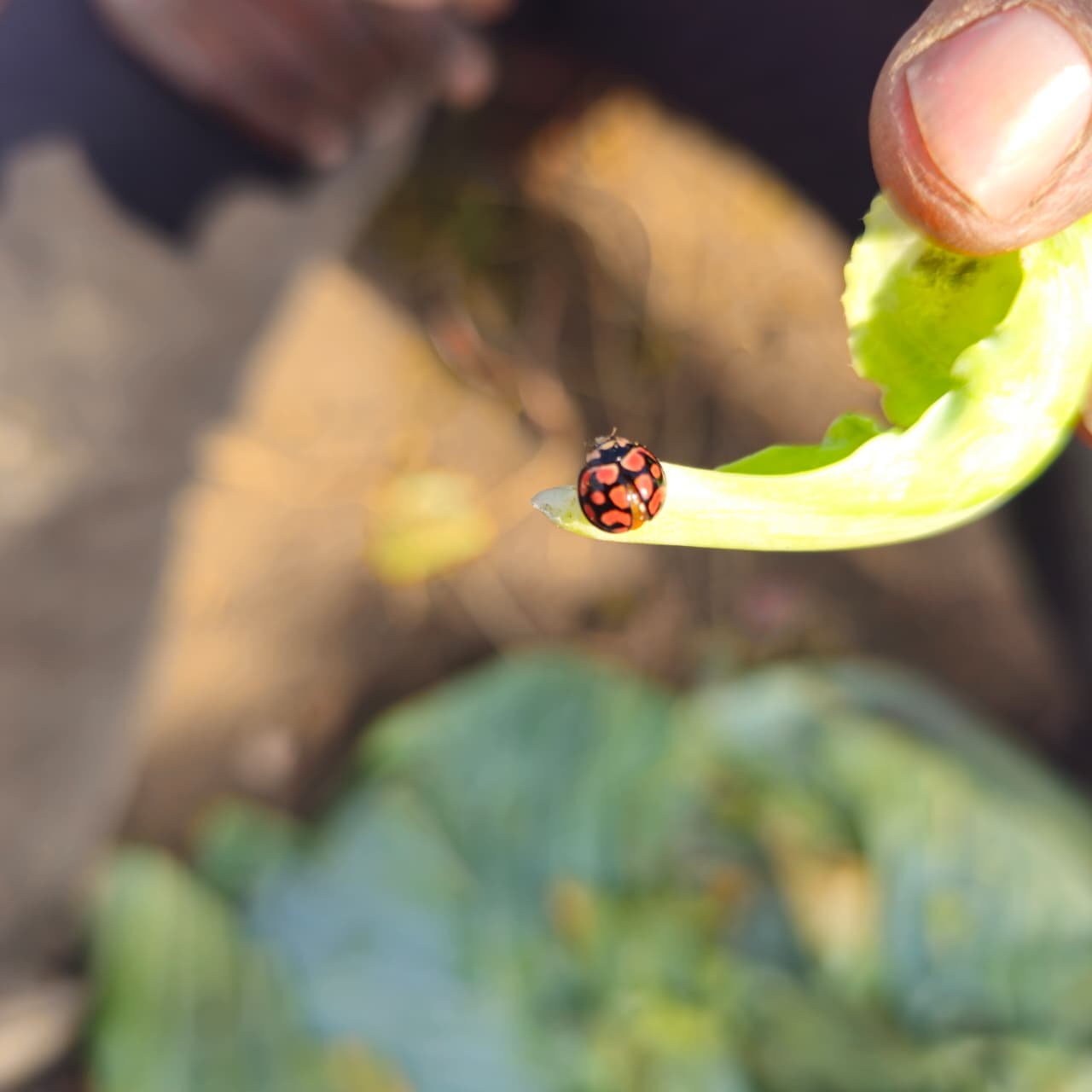 A ladybird on a leaf on the NT Organic farm — a sign of natural pest control at work